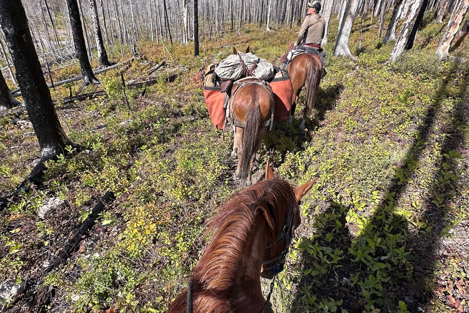 Horseback Trail Rides — Trout Hunters Guide Service